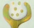 dehiscingspores